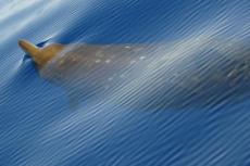 Blaineville's beaked whales regularly dive over 1000 meters for over an hour in search of prey which varies from 400-1000 meters.