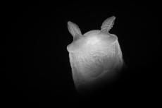 Ghost nudibranch. Photo by Kate Jonker