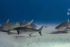 Lemon sharks doing ... erh... something. A cobia is joining the merry-go-round