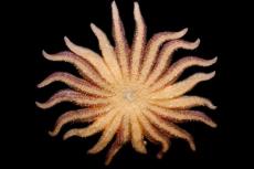 The largest sea star in the world, the sunflower sea star is a predatory sea star usually with 16 to 24 limbs called rays.