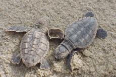 Newly hatched loggerhead sea turtles