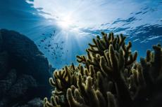 Photo shows a coral reef with a background of the sun's rays shining into the waters