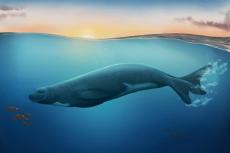 An artist's impression of the newly discovered monk seal species. Illustration by Jaime Bran. Copyright of Museum of New Zealand Te Papa.