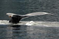 Humpback Whale, British Columbia