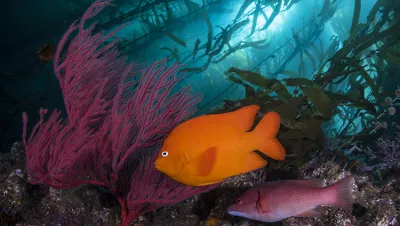 A bright orange Garibaldi fish and crimson-colored California sheephead with red gorgonian at Santa Barbara Island. Photo by Frankie Grant