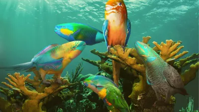 Parrotfish, by Dray van Beeck