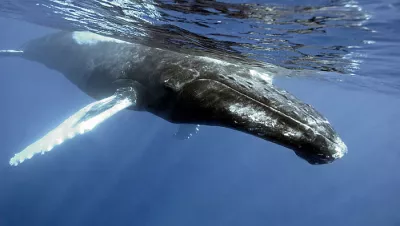 Humpback whale. Photo by Scott Johnson