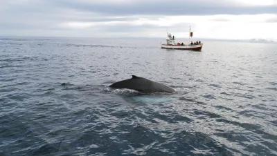 Whale watching off Iceland