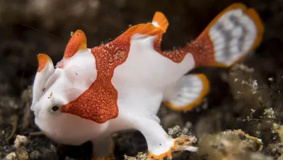 Photo by Matthew Meier: A tiny clown frogfish, Lembeh Strait, Indonesia