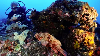 Diver with scorpionfish at L’Ecole. Photo by Pierre Constant