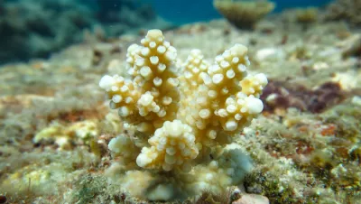 A young coral colony (Acropora recruit) on the surface of a reef on the Great Barrier Reef. 