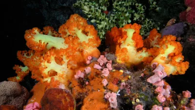 Soft coral, cup coral, sponges and ascidians from Komodo National Park