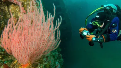 To further our understanding of the marine environment, Ocean Sanctuaries, encourages and supports citizen science projects that empower local divers to gather marine data under scientific mentorship. 