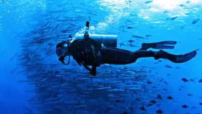 Diver with barracuda. CHENWU / FLICKR / CC BY-2.0