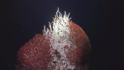 The Matterhorn, a hydrothermal vent of Pescadero basin displaying an abundance of red tube worms and white microbial mats. 