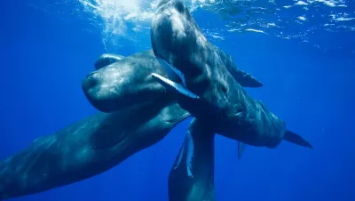 Sperm whale.  Photo by Eric Cheng