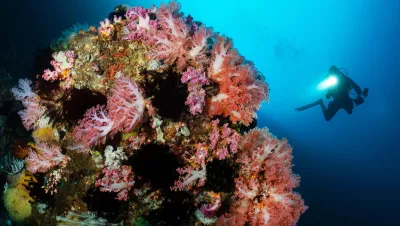 Fantastic soft corals, Bobby’s Wall, San Miguel Island, Ticao 