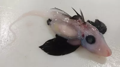 Newly-hatched deepwater ghost shark (Hydrolagus sp). Photo by Brit Finucci