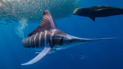 Striped marlin and sea lion chasing sardines, Mexico