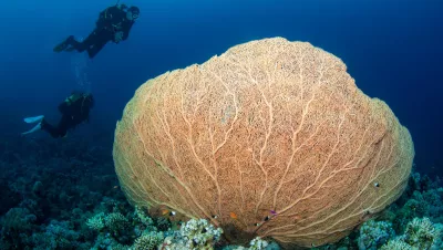 I used long strobe arms to light this huge sea fan.