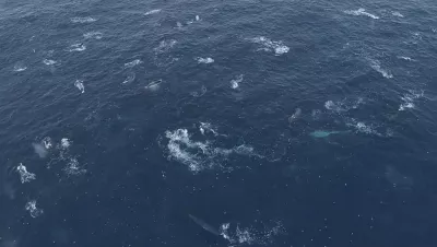 Fin whale feeding aggregation.