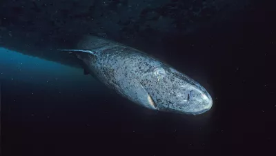 (Filephoto) Greenland shark at the floe edge in Northern Canada
