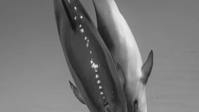 Dolphin BFFs?