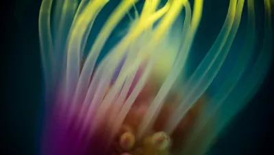 Softness, by Kate Jonker. Tubular hydroid, photographed using a very slow shutter speed and wide-open aperture to create a dreamy effect. Lit with two torches, one with a yellow filter and one with a pink filter