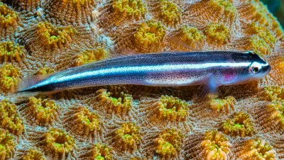 Neon goby - Elacatinus oceanops