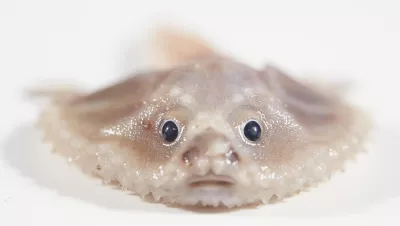 A deep-sea batfish