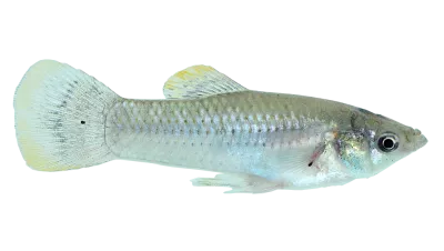 The Atlantic molly, a Mexican cavefish which developed resistance to a fish toxin