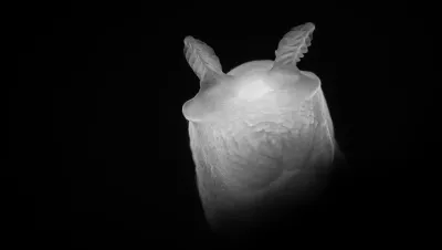 Ghost nudibranch. Photo by Kate Jonker