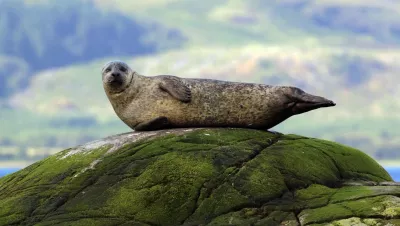 Common Seal (Phoca vitulina vitulina)