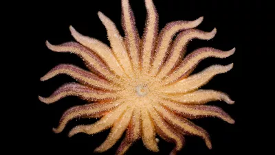 The largest sea star in the world, the sunflower sea star is a predatory sea star usually with 16 to 24 limbs called rays.