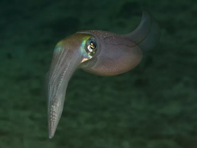Squid Photo Rico Besserdich