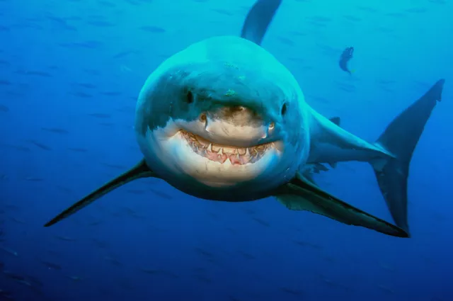 Great White Shark smiling