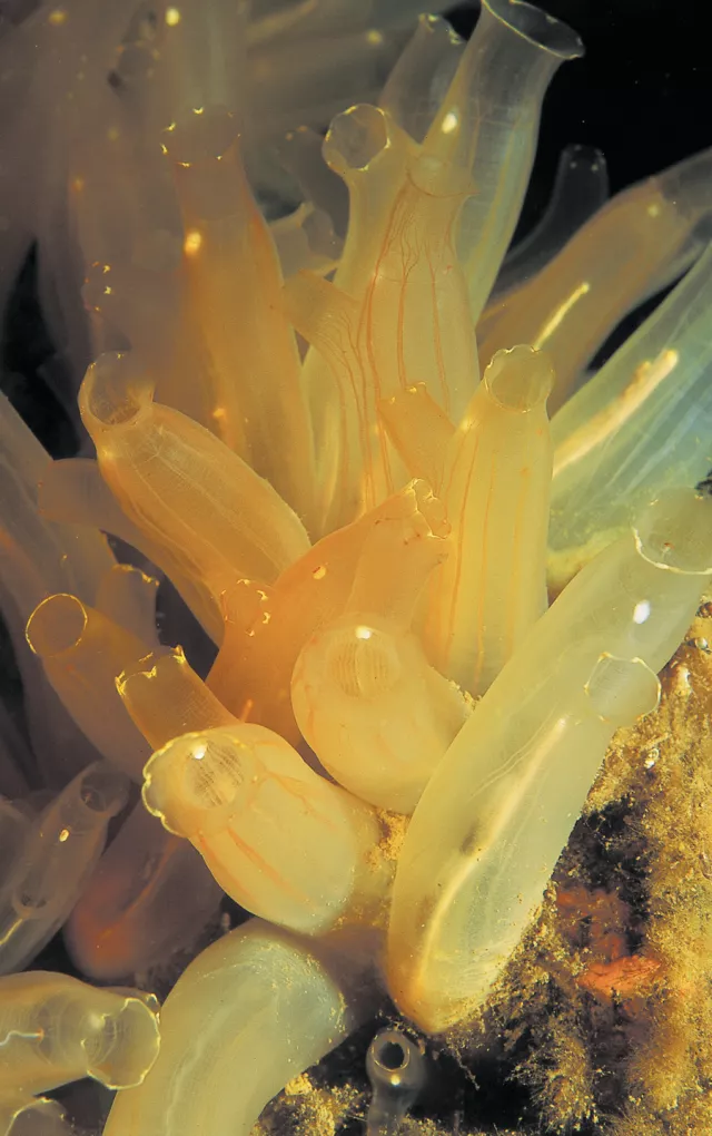 Microbes that live inside sea squirts produce two compounds thought to have anti-cancer properties