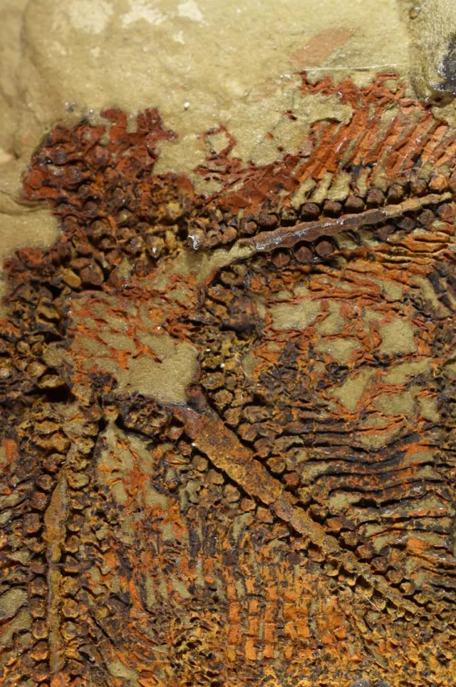 The fossil in question: Cantabrigiaster fezouataensis from the Lower Ordovician (Tremadocian) Fezouata Shale, Zagora Morocco