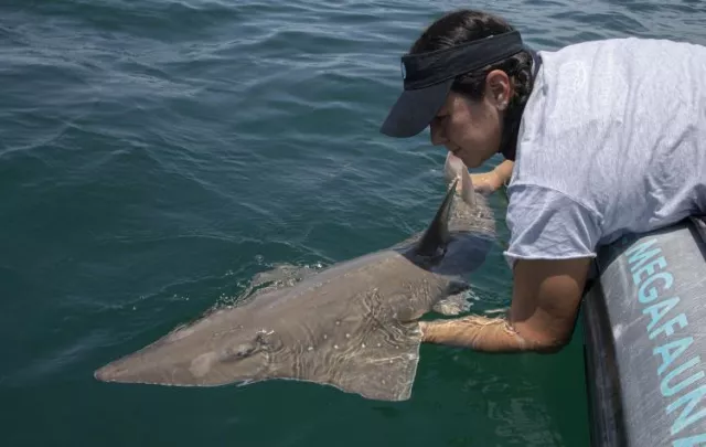 Wedgefish being tagged by Dr Andrea Marshall. Photo courtesy of the Marine Megafauna Foundation