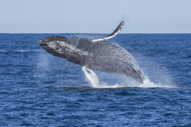 A humpback whale breaches off the coast of California. Photo credit: Matthew Savoca.