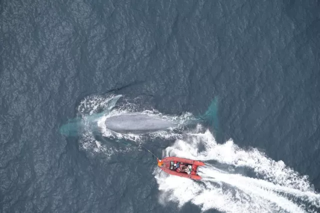 Researchers deploying a suction-cup tag on a blue whale in California