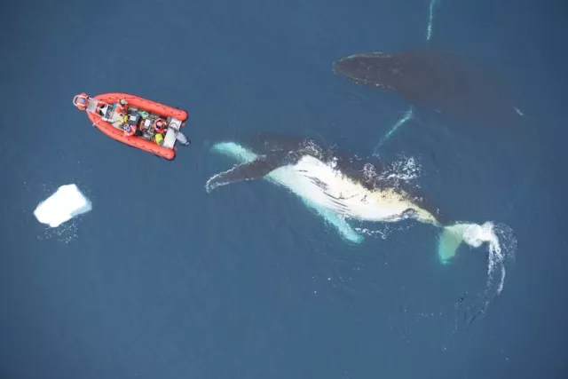 Scientists investigate a humpback whale by boat and drone in the surface waters near the West Antarctic Peninsula. Photo credit: Duke University Marine Robotics and Remote Sensing under NOAA permit 14809-03 and ACA permits 2015-011 and 2020-016.