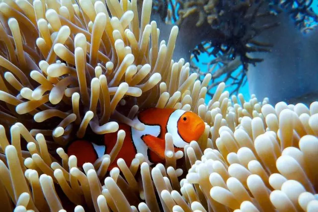 Anemonefish sheltering in coral