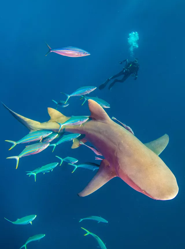 Lemon shark. Photo by Gary Rose