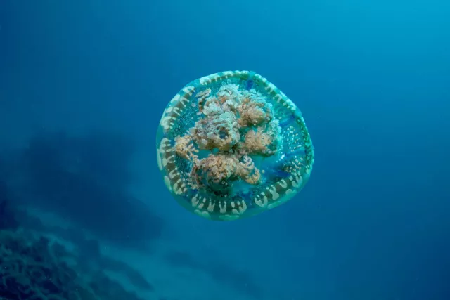 Papuan jellyfish, Mastigias papua, 