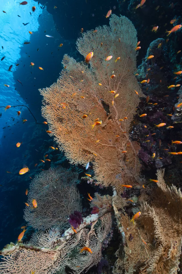 Elphinstone Reef. Photo by Scott Bennett