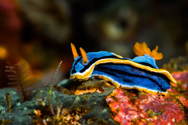 Nudibranch, photo by Jennifer Idol