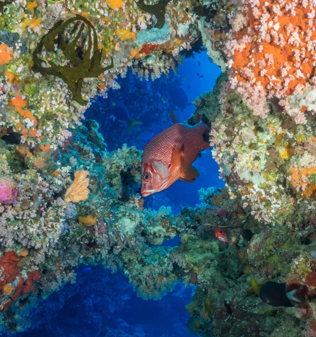 Sabre squirrelfish. Photo by Larry Cohen
