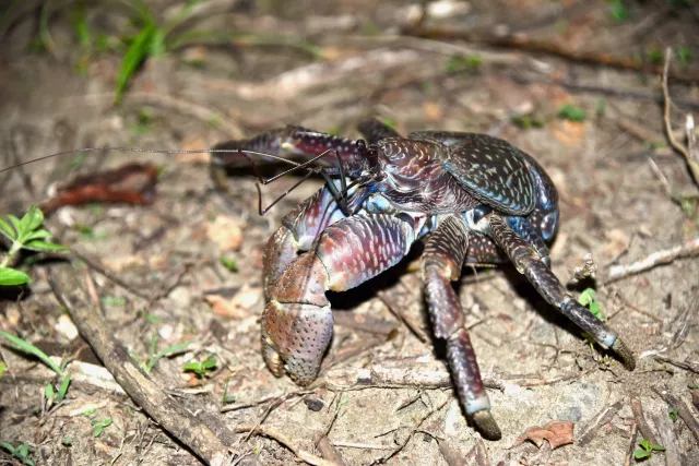 Coconut crab, Birgus latro, foraging on the ground