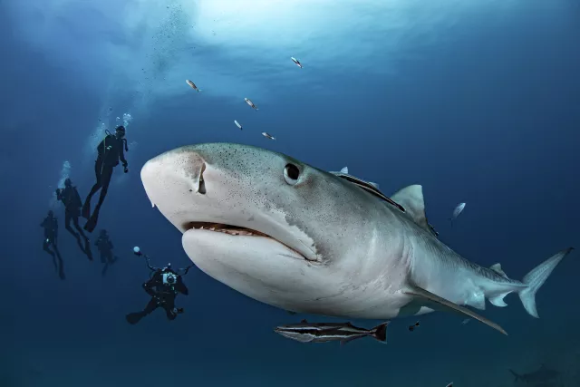 Divers with female tiger shark Djenny
